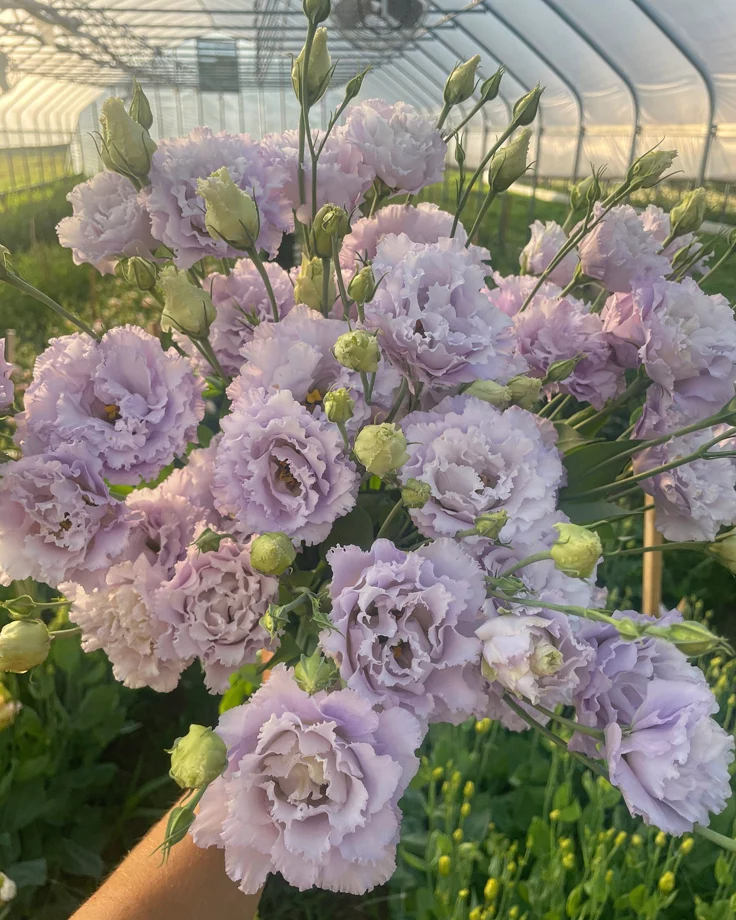 Lisyantus